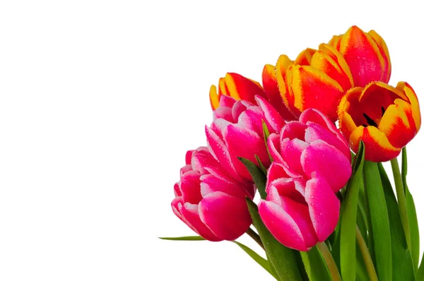 Hermosos Tulipanes Flores Primavera — Foto de Stock