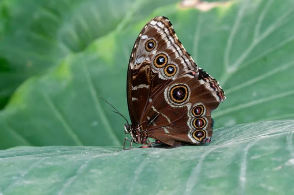 Petit Papillon Sur Fleur Concept Sauvagerie — Photo