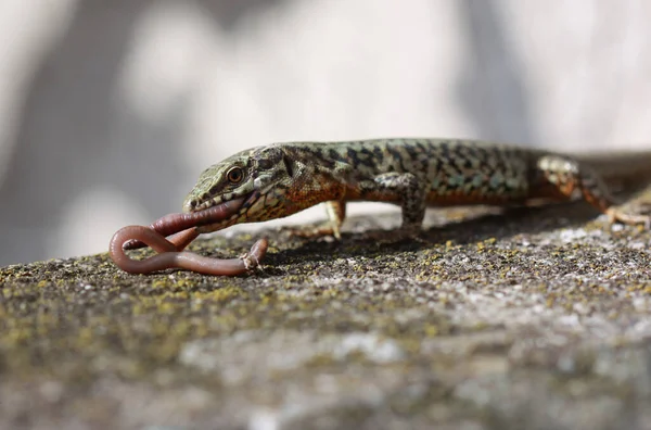 Lagarto Comiendo Gusano — Foto de Stock