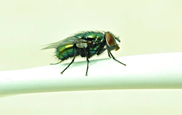 Fliegen Stromkabel — Stockfoto