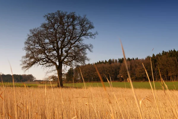 Oud Als Een Boom — Stockfoto