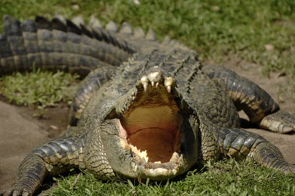 Krokodil Djurparken — Stockfoto