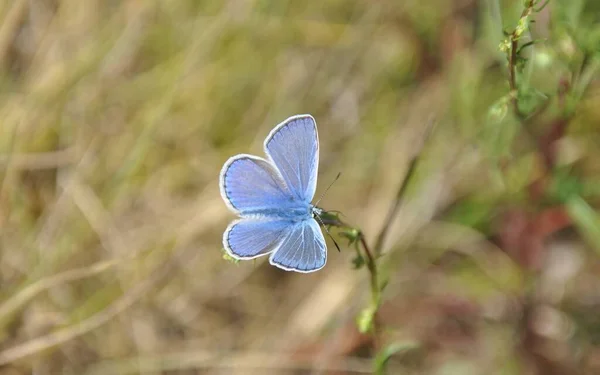 Petit Papillon Sur Fleur Concept Sauvagerie — Photo