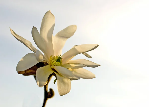 Wiosna Płatki Kwiatów Magnolii — Zdjęcie stockowe