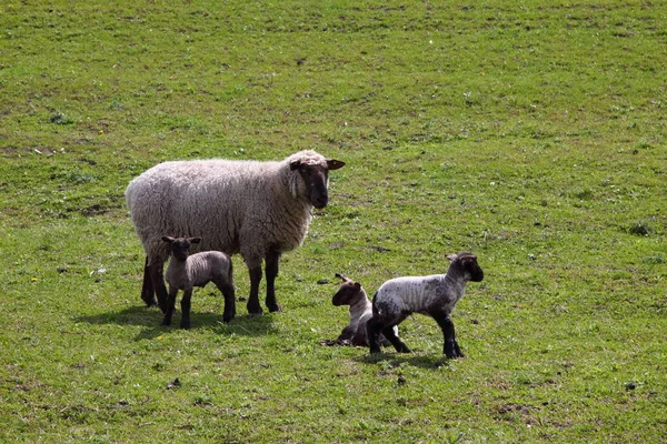 Moutons Dans Pâturage — Photo