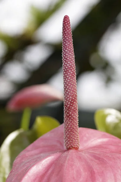 Bir Kaktüsün Çiçeğine Yaklaş — Stok fotoğraf