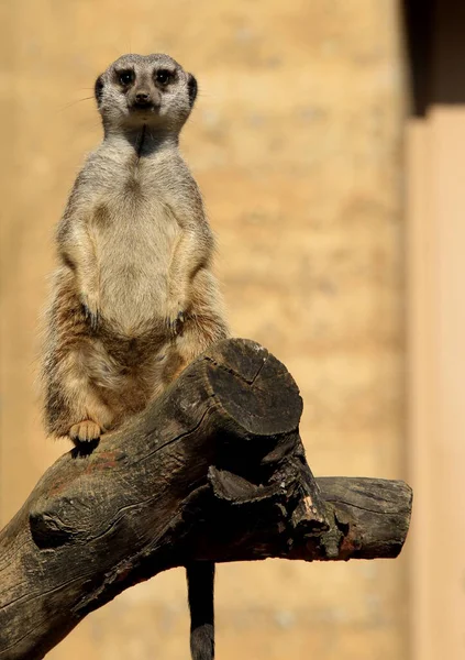 Ζώο Του Meerkat Εξεζητημένο Μικρό Μαγκούστα — Φωτογραφία Αρχείου
