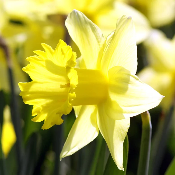 Vue Panoramique Belle Fleur Narcisse — Photo