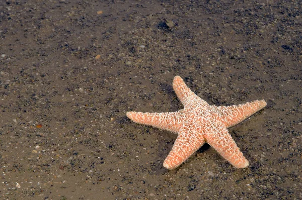 海洋性ヒトデ水生生物 — ストック写真