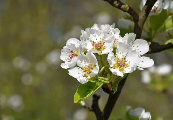 Cseresznyefa Virágzik Virágok Tavasszal — Stock Fotó