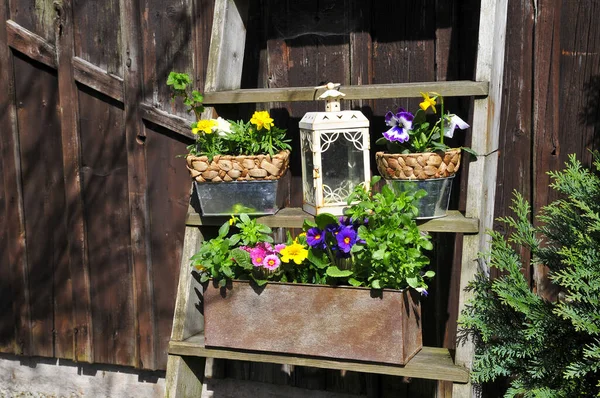 Decorazione Del Giardino Pasqua Primavera Piante — Foto Stock