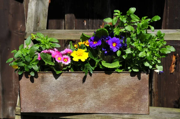 Jardim Decoração Páscoa Primavera Plantas — Fotografia de Stock