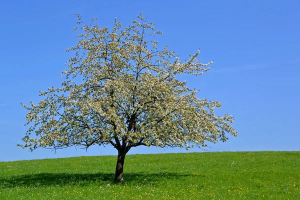 Розквіт Дерева Навесні — стокове фото