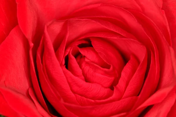 Schöne Blumen Blumiges Konzept Hintergrund — Stockfoto