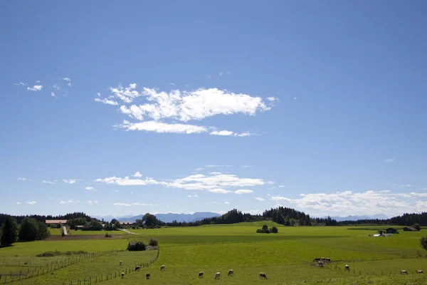 Maisfeld Německo Bavorsku — Stock fotografie