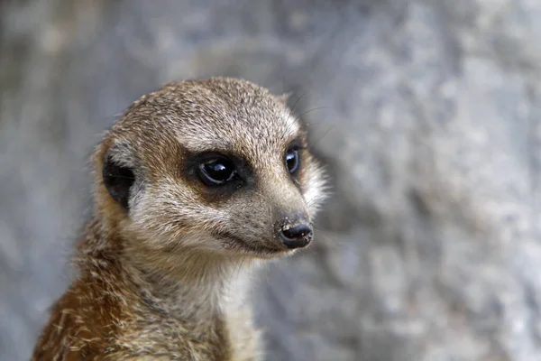 Meerkat动物 苏打水 小雁群 — 图库照片