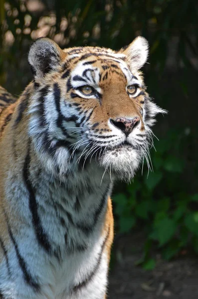 Tigre Rayado Animal Depredador Salvaje Gato —  Fotos de Stock