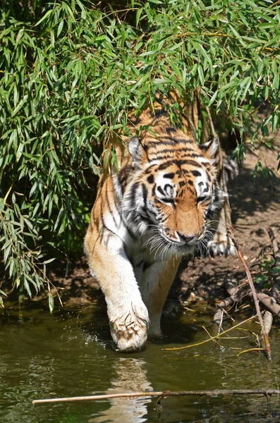 Tigre Rayé Animal Prédateur Chat Sauvage — Photo