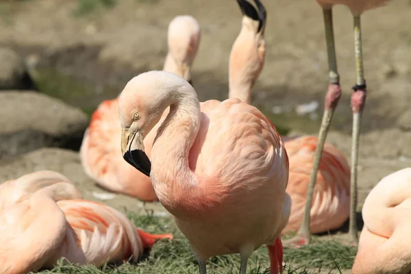 Flamingo Close — Fotografia de Stock