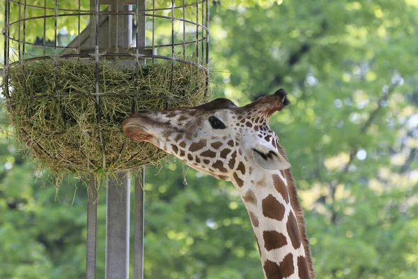 Girafe Alimentation — Photo