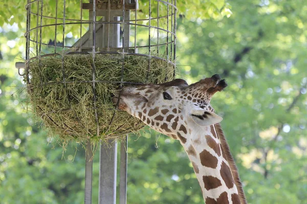 Girafe Alimentation — Photo