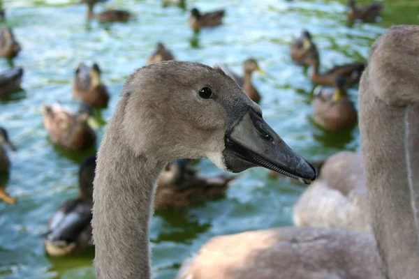 Kijk Goed Jonge Zwaan Nog Steeds Met Grijze Veren Jurk — Stockfoto