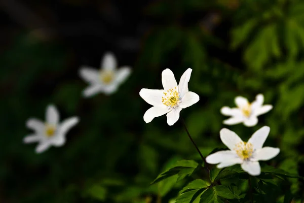 Piękny Las Natura Tle — Zdjęcie stockowe