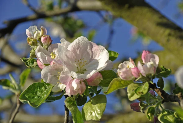 Яблоня Цветущая Весной Флора Цветы — стоковое фото
