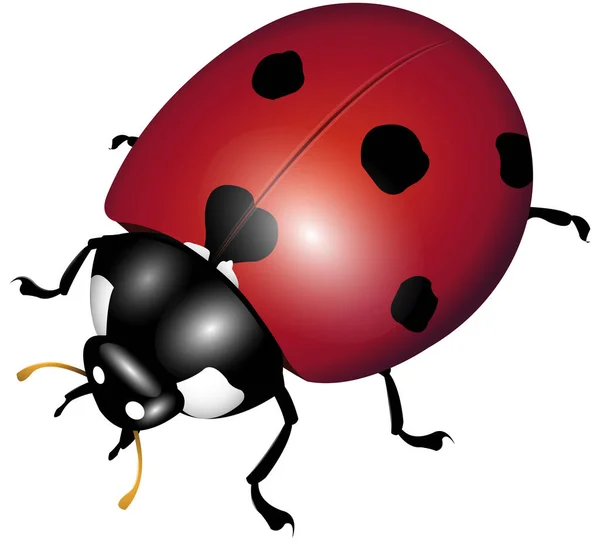 Ladybug White Background — Stock Photo, Image