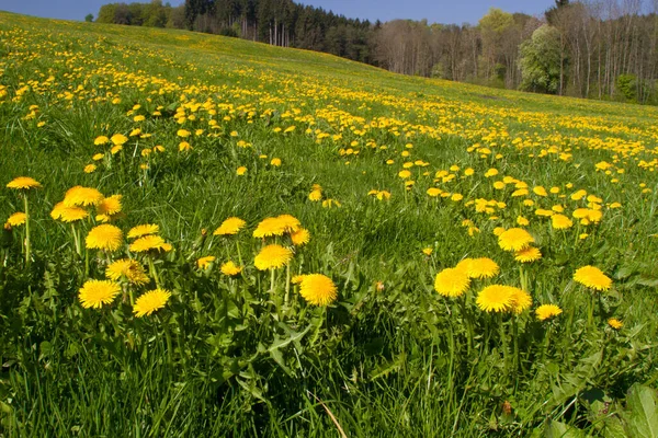 Prato Primaverile Con Dente Leone Fiorito — Foto Stock