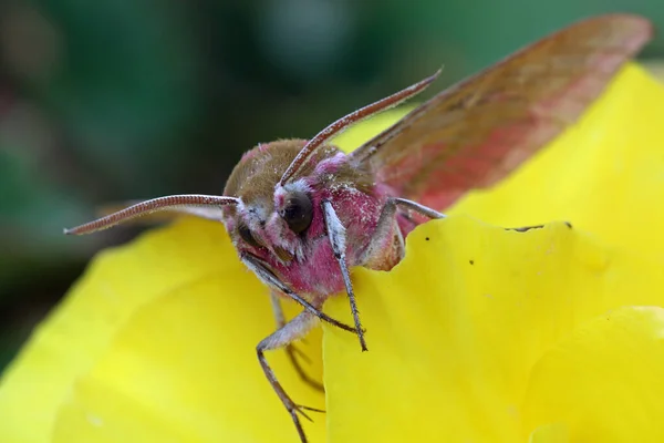 Gros Plan Bug Nature Sauvage — Photo