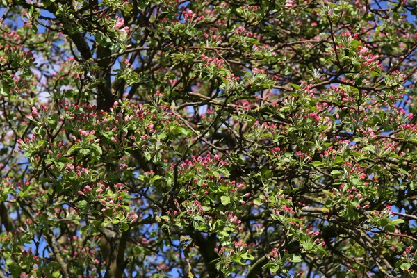 Manzano Primavera Flora Flores — Foto de Stock
