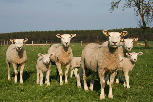Δύο Πρόβατα Στον Αγρό — Φωτογραφία Αρχείου
