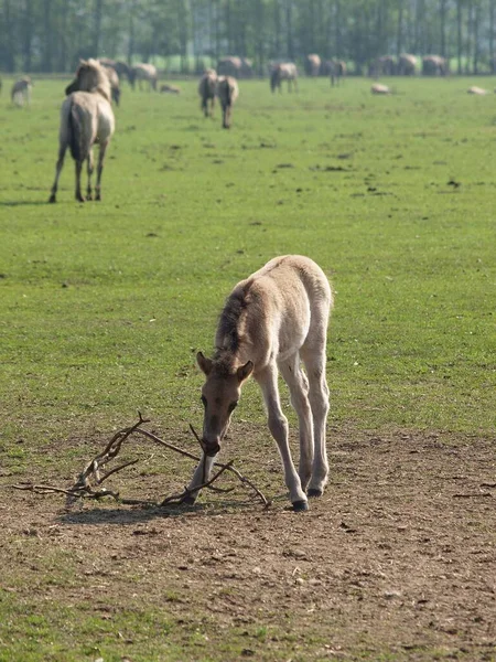 Caballos Aire Libre Durante Día —  Fotos de Stock