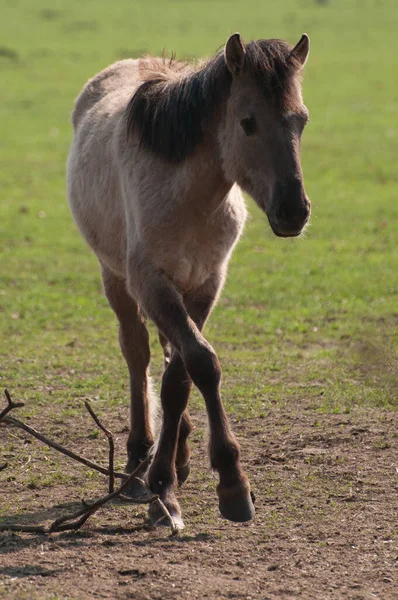 Horse Stallion Wild Animal Nature — Stock Photo, Image