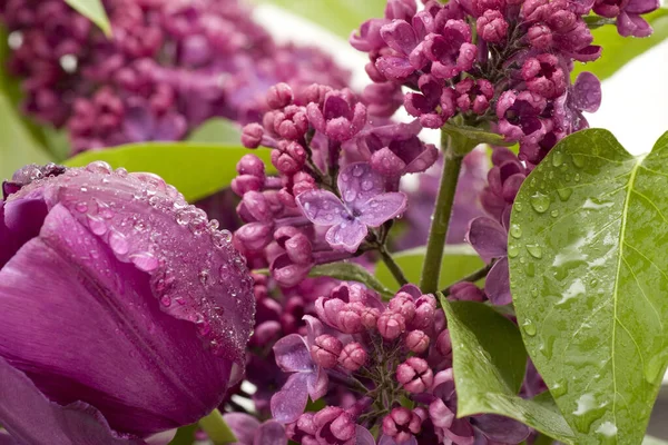 Весняні Бузкові Квіти — стокове фото