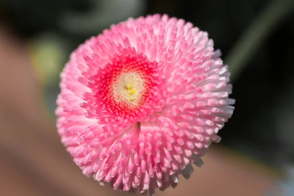 Daisy Beautiful Flowers Image — Stock Photo, Image