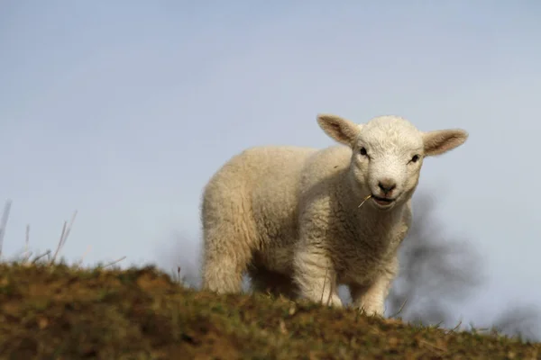 Πρόβατα Στο Χιόνι — Φωτογραφία Αρχείου