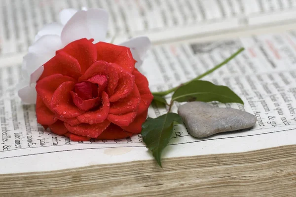 Malowniczy Widok Piękny Biały Kwiat Róży — Zdjęcie stockowe