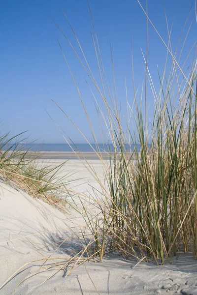 Paesaggio Dune Con Erba Mare — Foto Stock