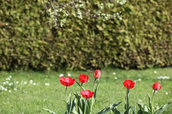 Gyönyörű Tulipánok Tavaszi Virágok — Stock Fotó