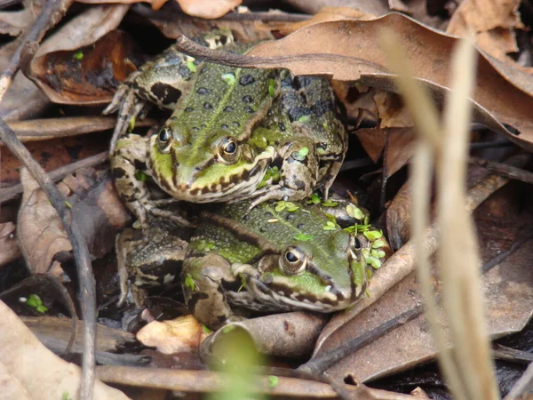 Anfibio Animal Rana Naturaleza — Foto de Stock