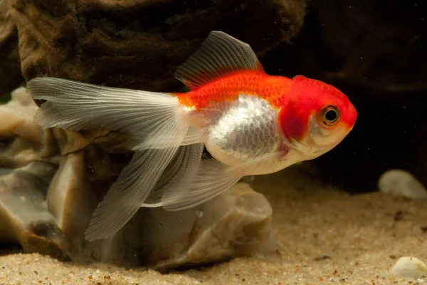 Ikan Mas Merah Berenang Bawah Air — Stok Foto
