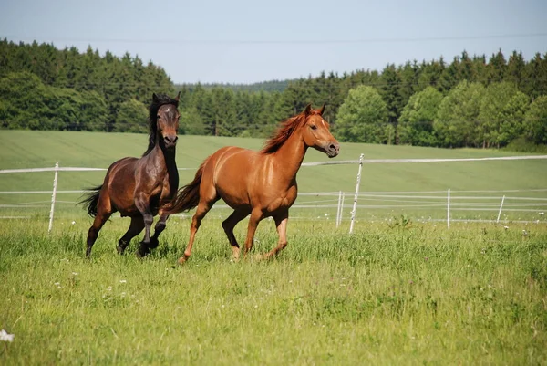 Pferde Tagsüber Freien — Stockfoto