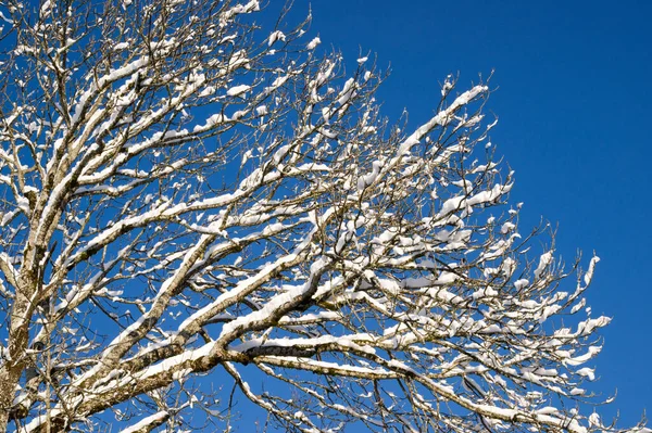 Winter Zeit Zimní Čas — Stock fotografie