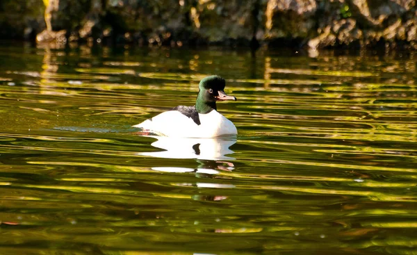 Naturskön Utsikt Över Gåsfågeln Naturen — Stockfoto