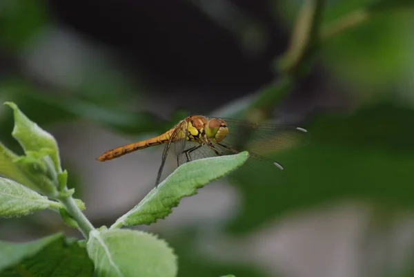 Vážný Hmyz Odonata Fauna — Stock fotografie