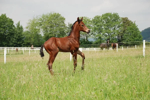 Cheval Dans Champ — Photo