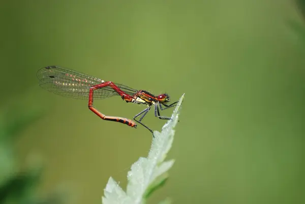 Odonata Insecte Libellule Flore Faune — Photo