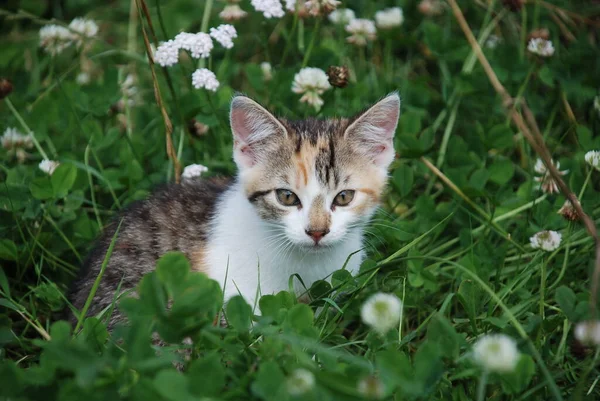 Cute Fluffy Little Cat — Stock Photo, Image